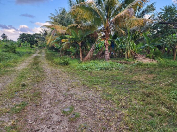 Picture of a coconut tree on the property